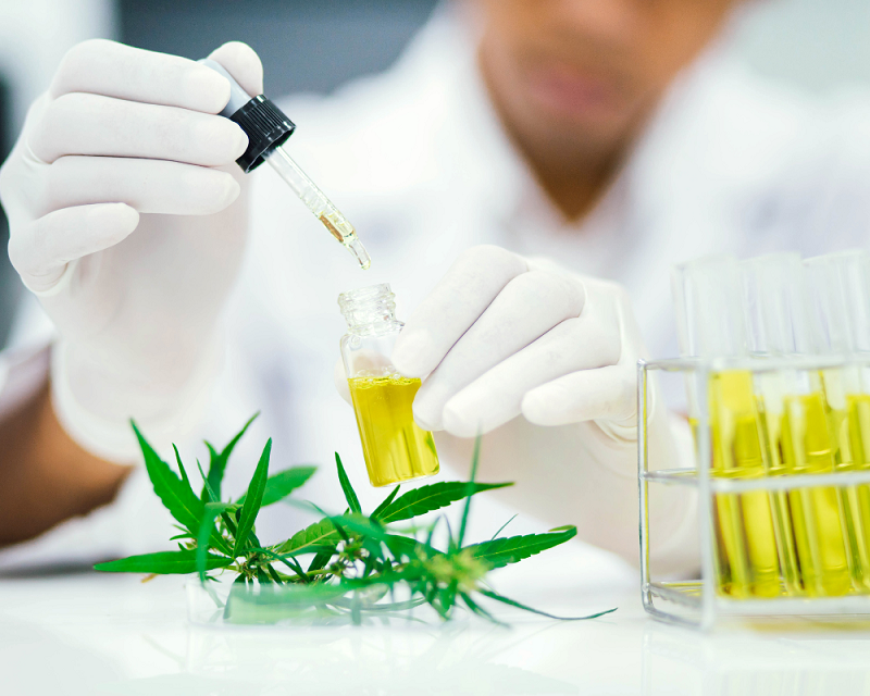 Doctors or researchers hold a bottle of hemp oil.