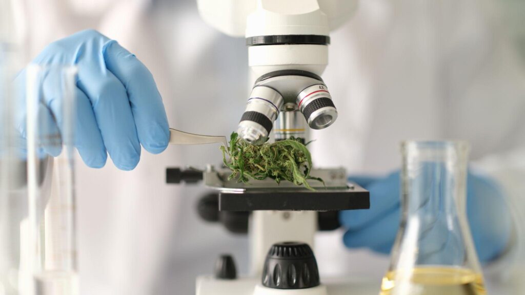 Chemist examining dry marijuana leaves under microscope in laboratory closeup